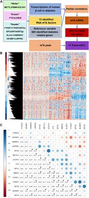 Co-expression Network Revealed Roles of RNA m6A Methylation in Human β-Cell of Type 2 Diabetes Mellitus